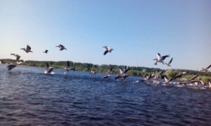 PlimbariInDeltaDunarii3