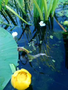 PlimbariInDeltaDunarii5