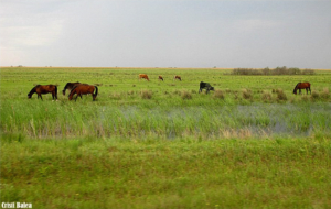 PlimbariInDeltaDunarii8